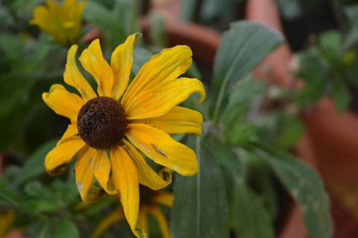 Sunflower ?