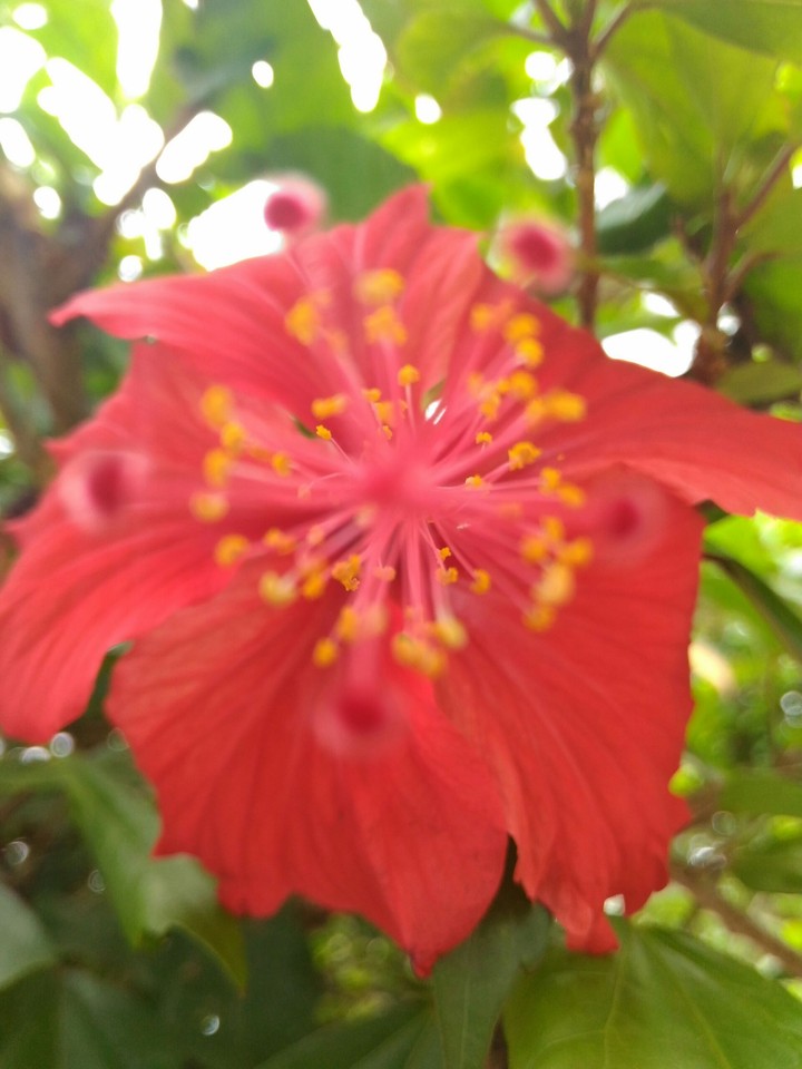 Chemparathi
