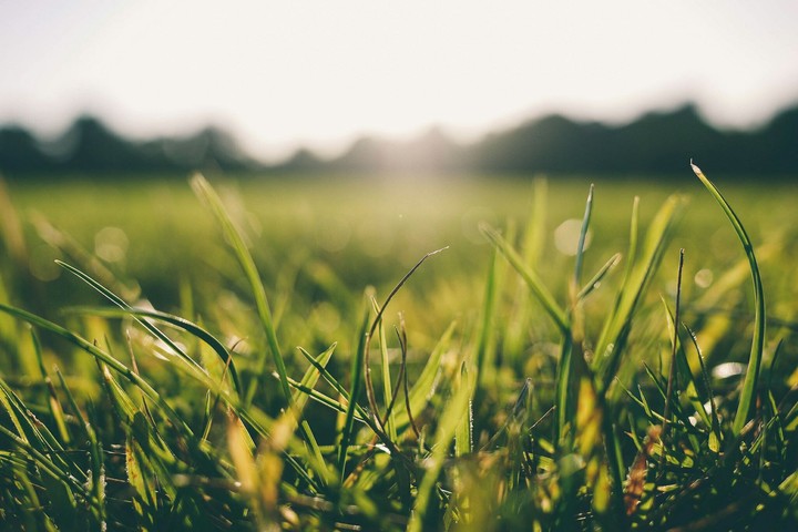 grass