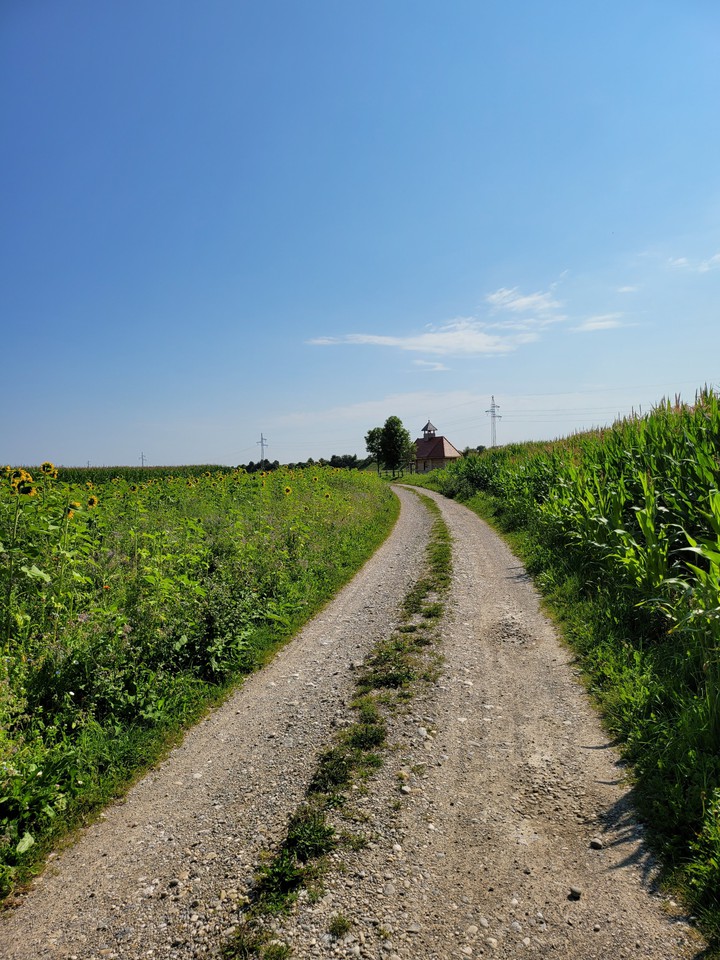 Sonnenblumenfeld mit Holzkapelle