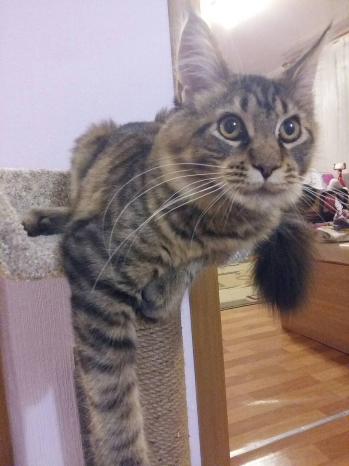 кошка