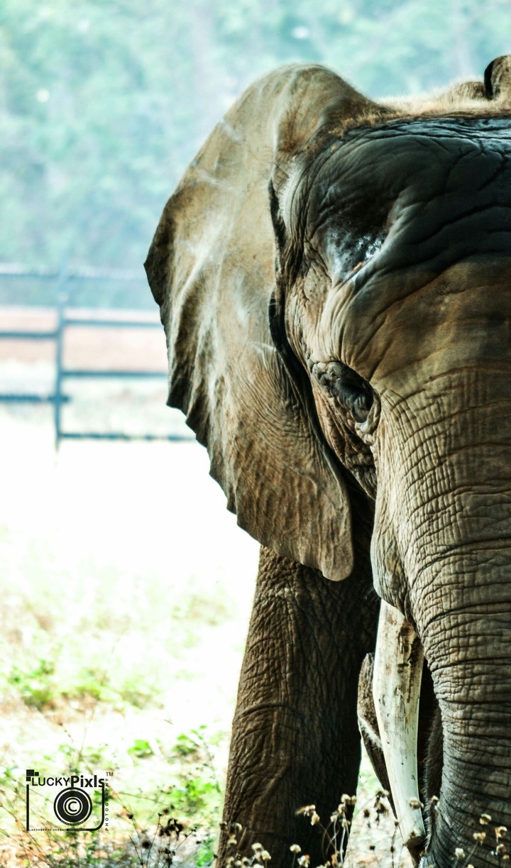 elephant