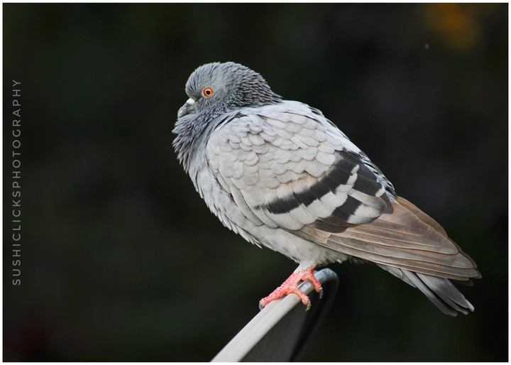 pigeon