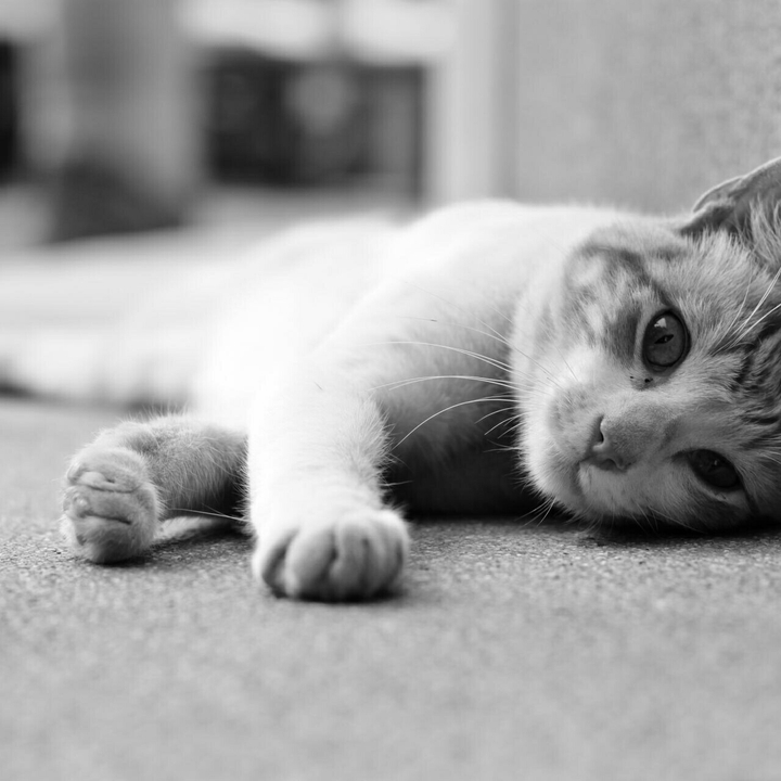 cuttie kitty