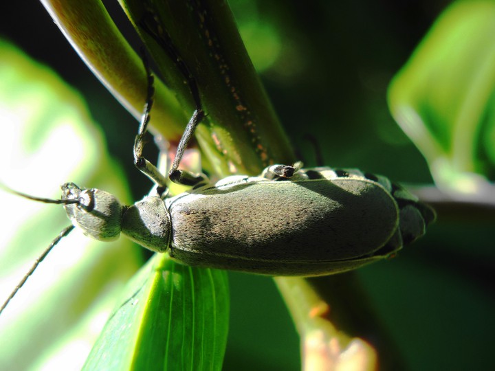 insecto