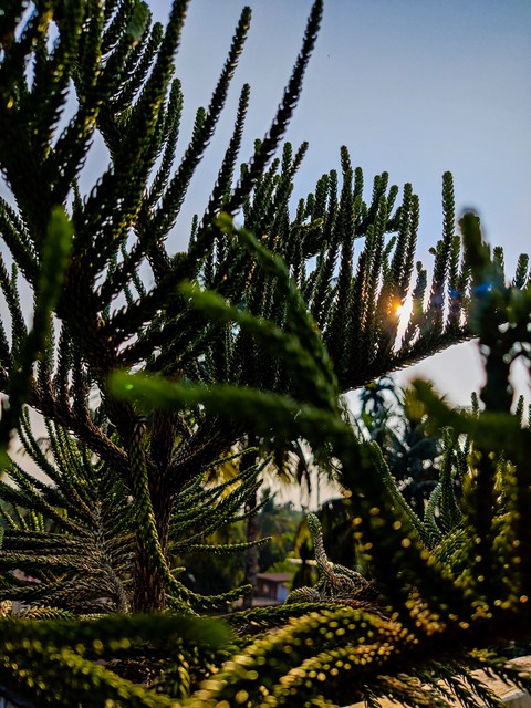 tree, arecales वॉलपेपर