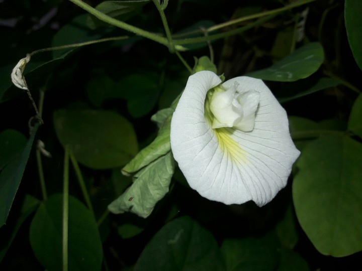 moonflower