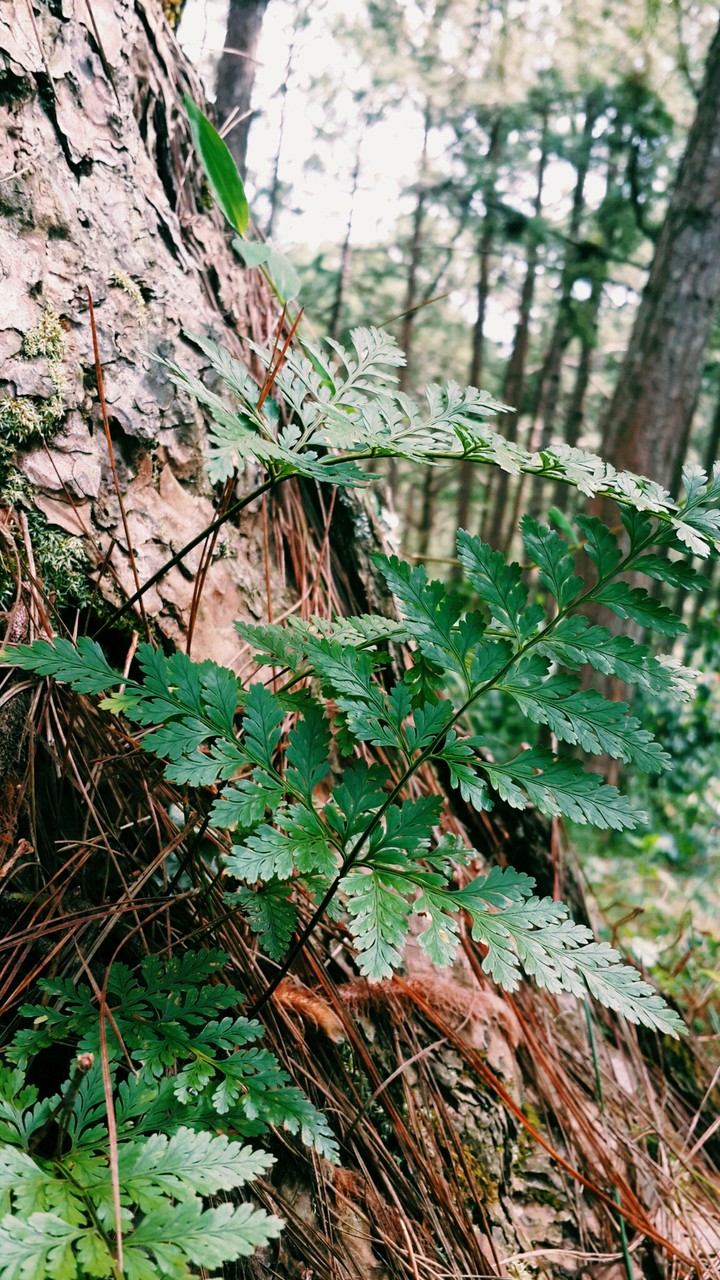fern