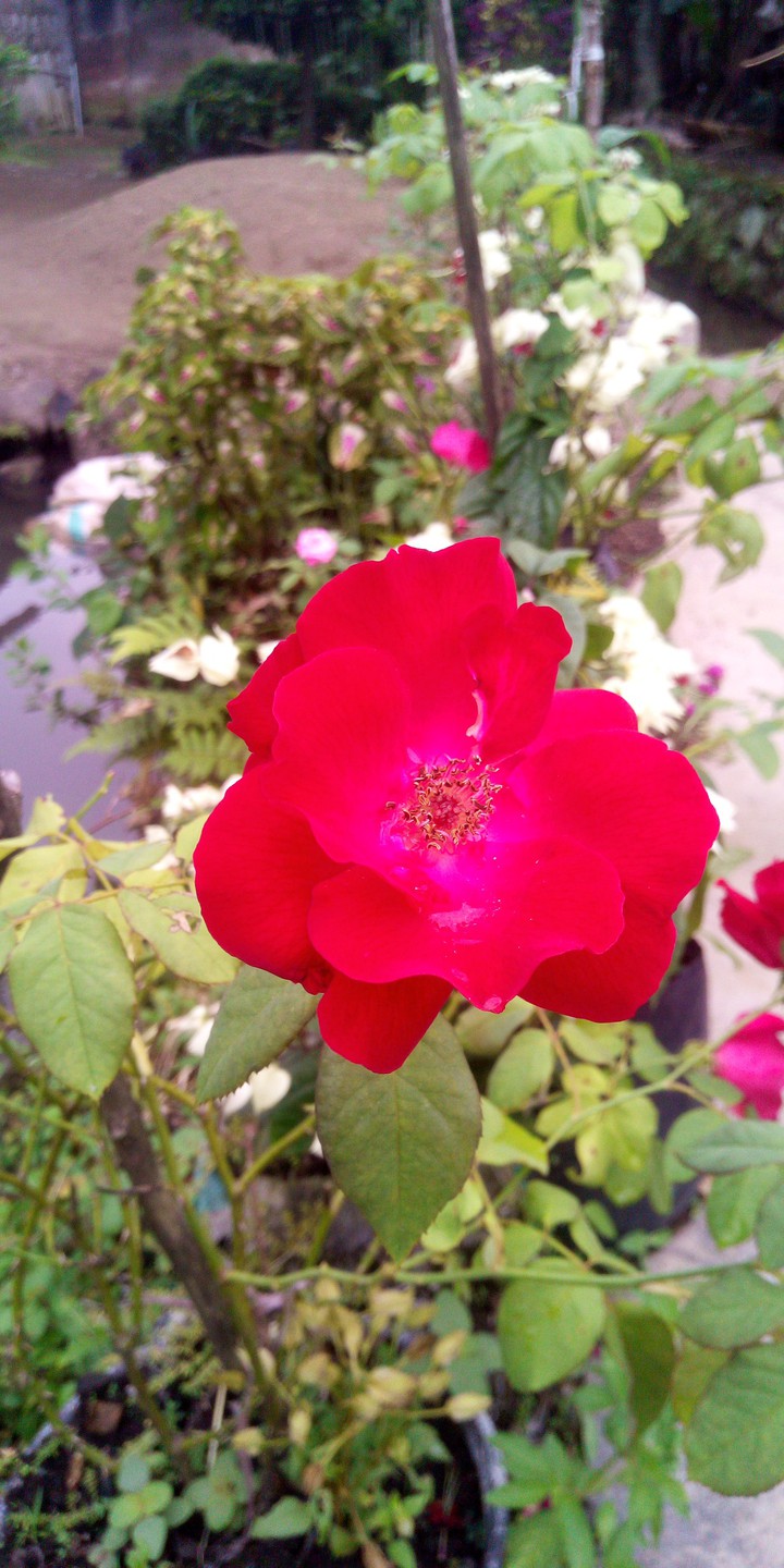 de~Rose