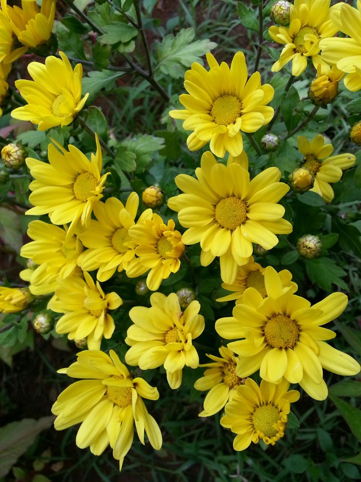 Beautiful Flowers