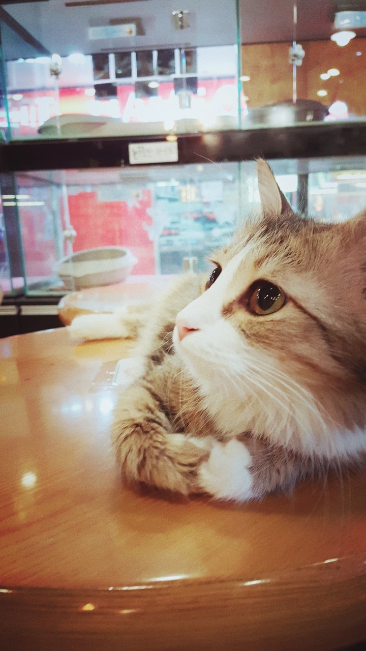 cat