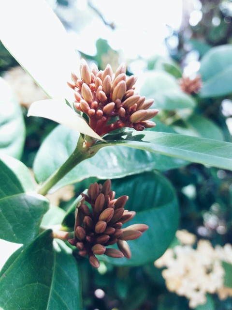Blooming Flowers