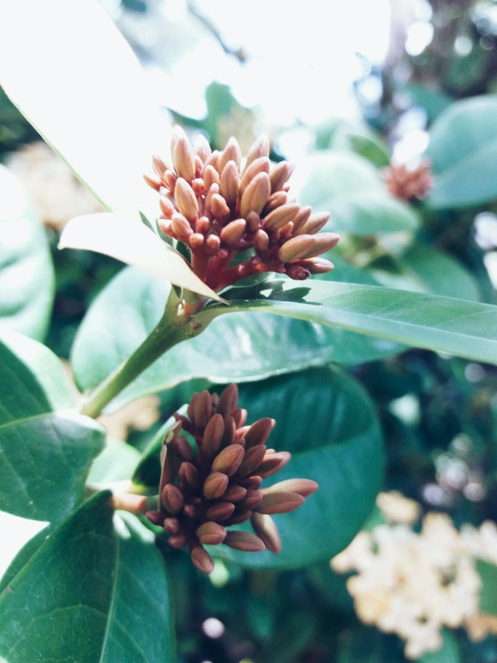 Blooming Flowers
