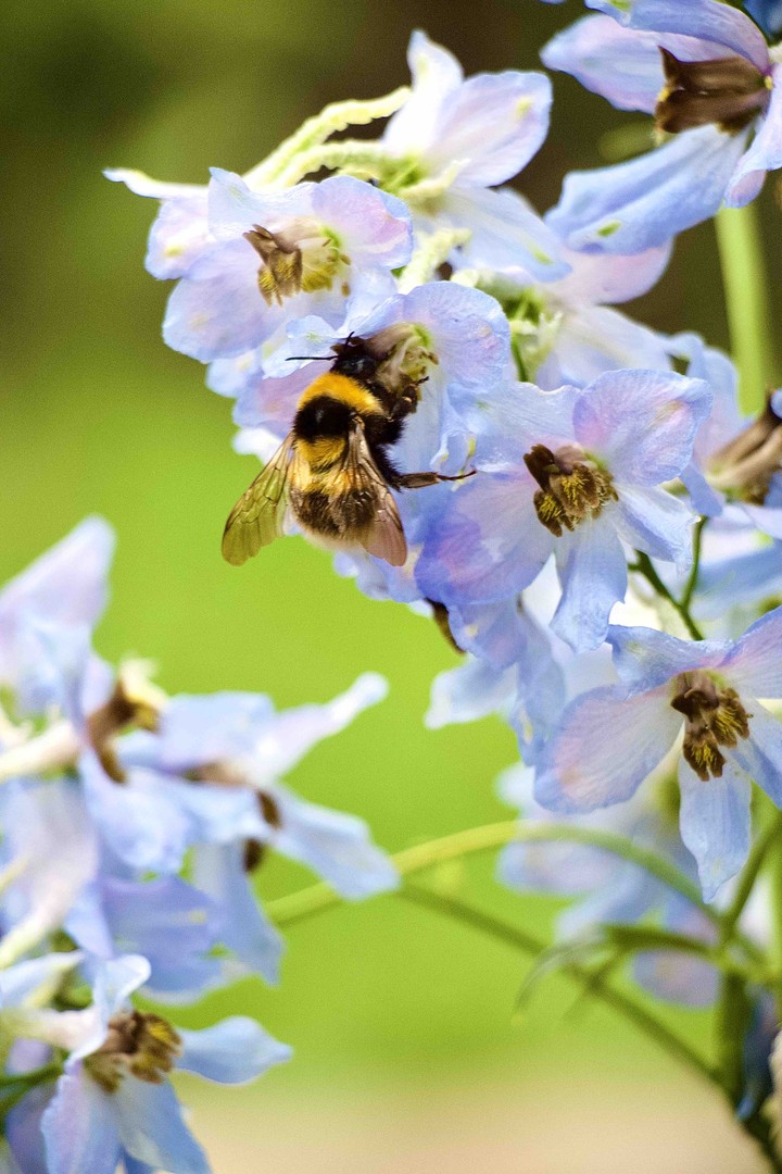 bumblebee