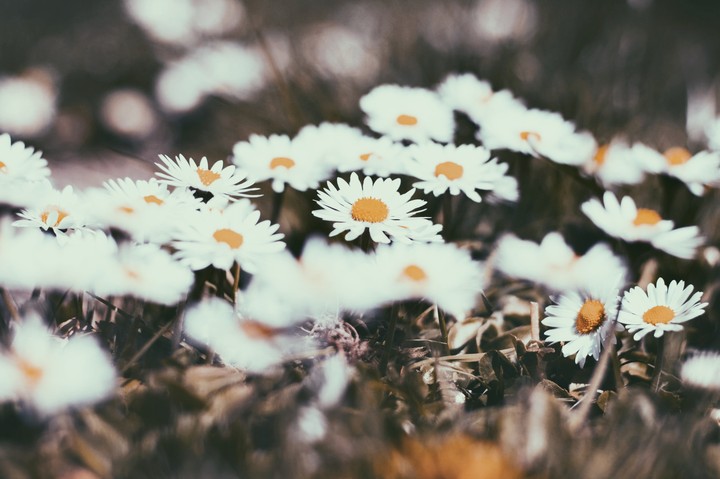Daisy