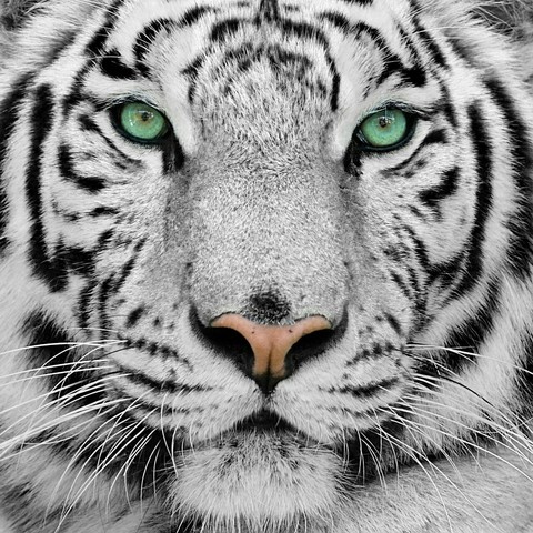 tiger, whiskers achtergronden