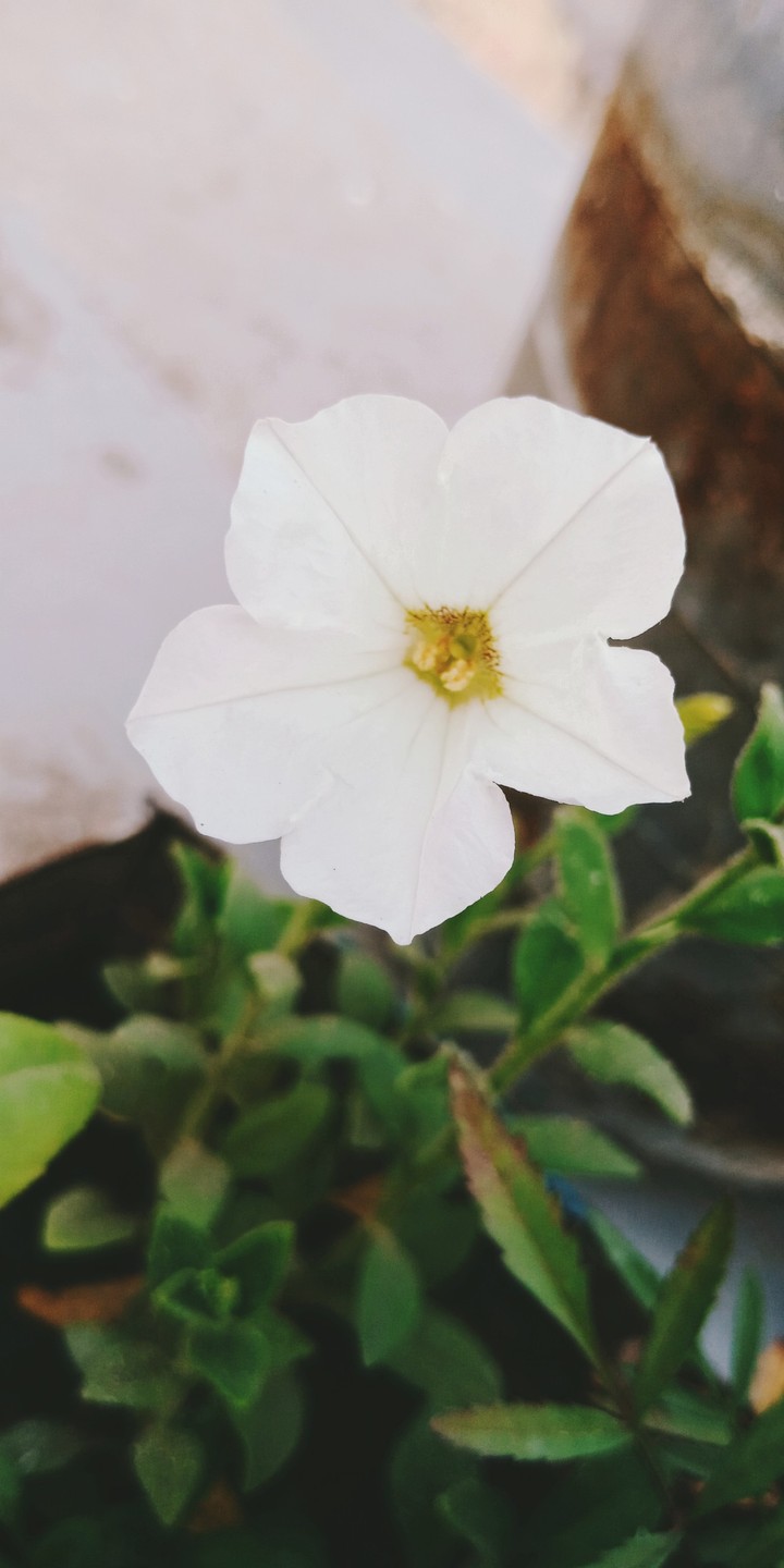 white Flower Petunia