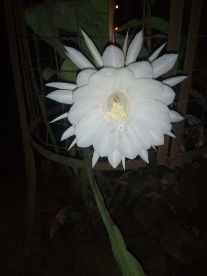 god lotus