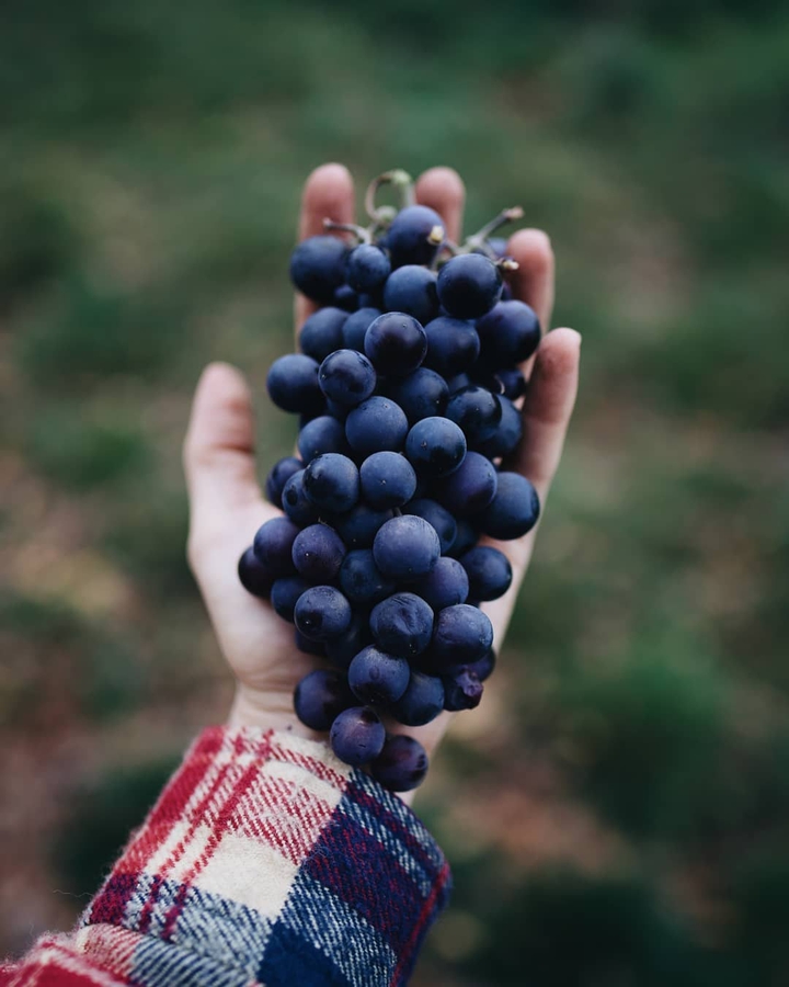 grape