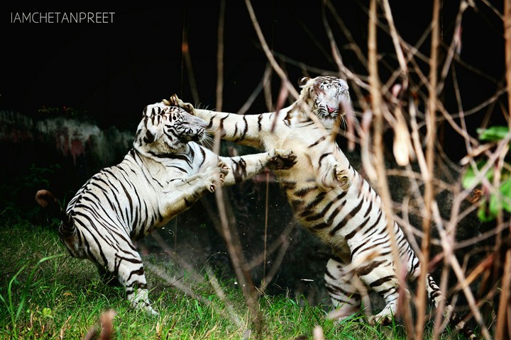 Southpaw!