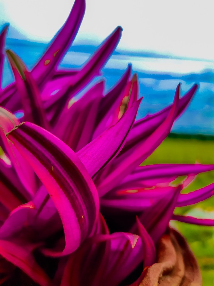 flower