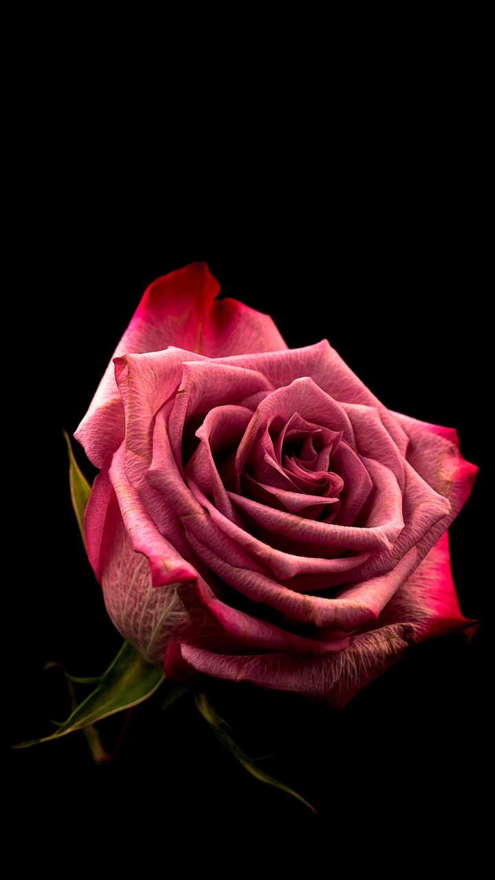 rose