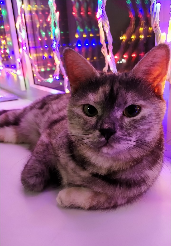 Cat waits New Year
