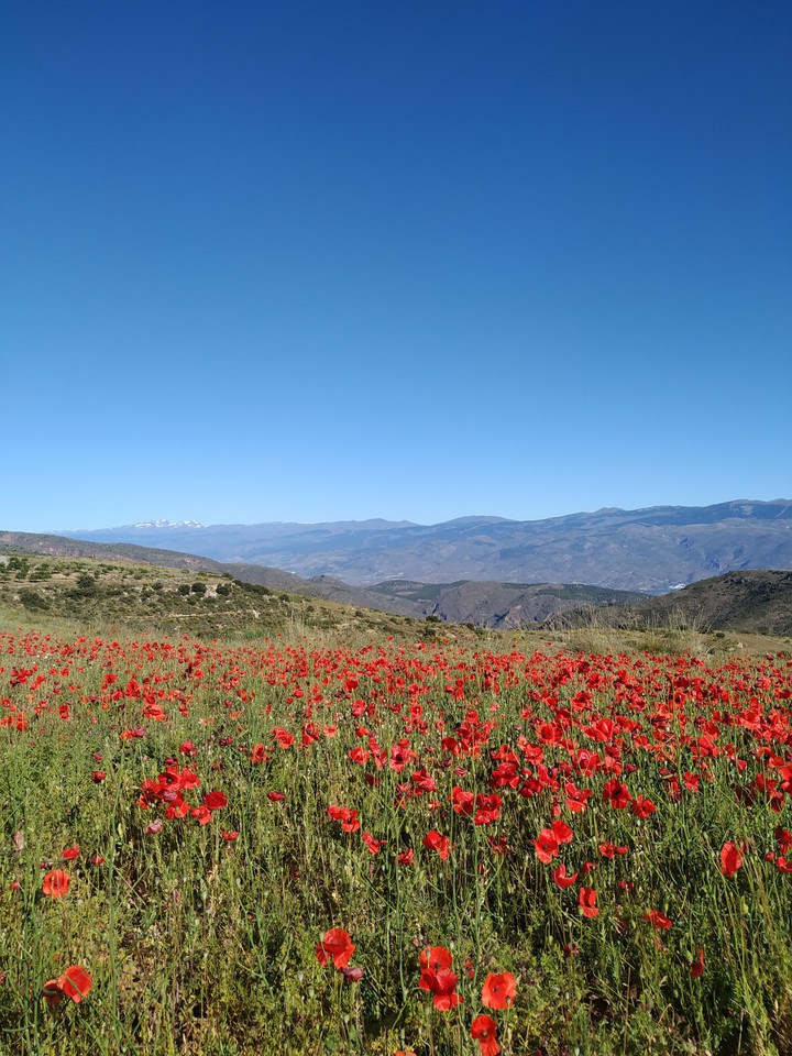 Amapolas