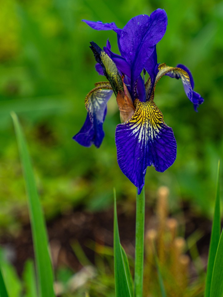blue