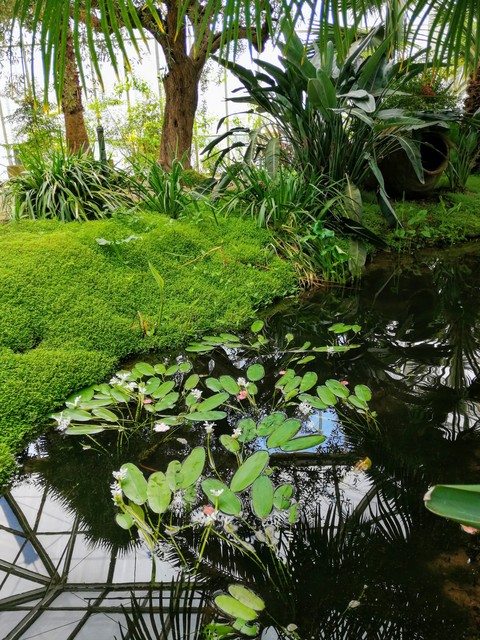 beautiful pond