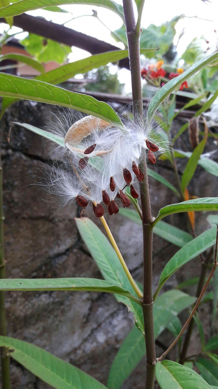 leaf