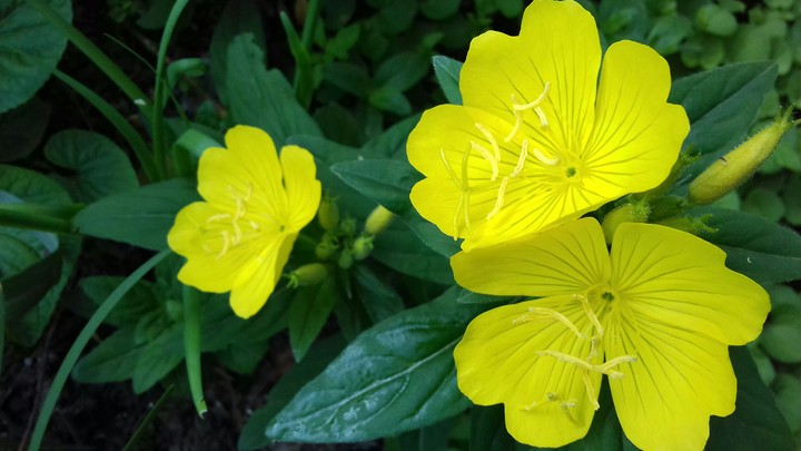 flowers