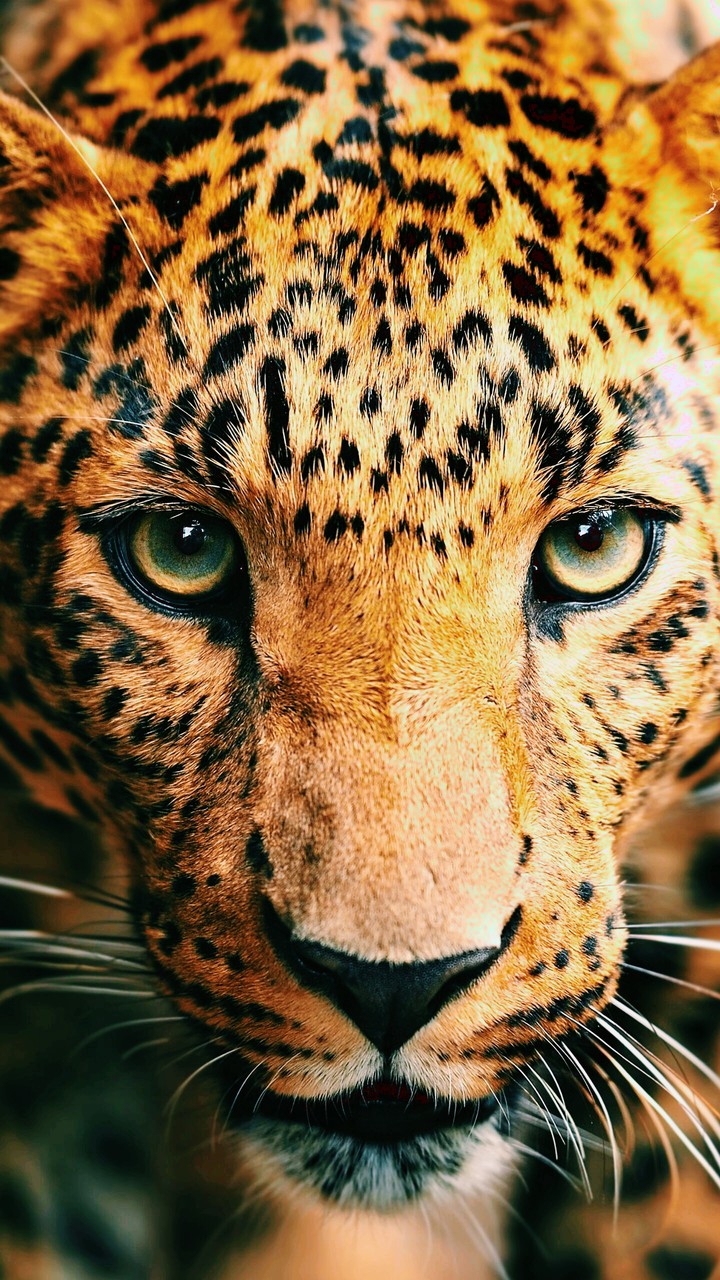 leopard