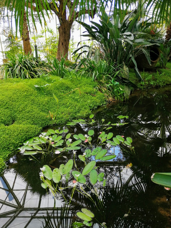 beautiful pond