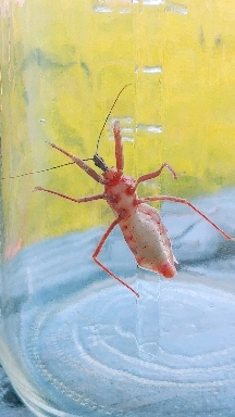 wheel bug