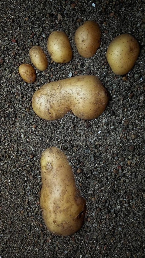 тапети ullucus, food