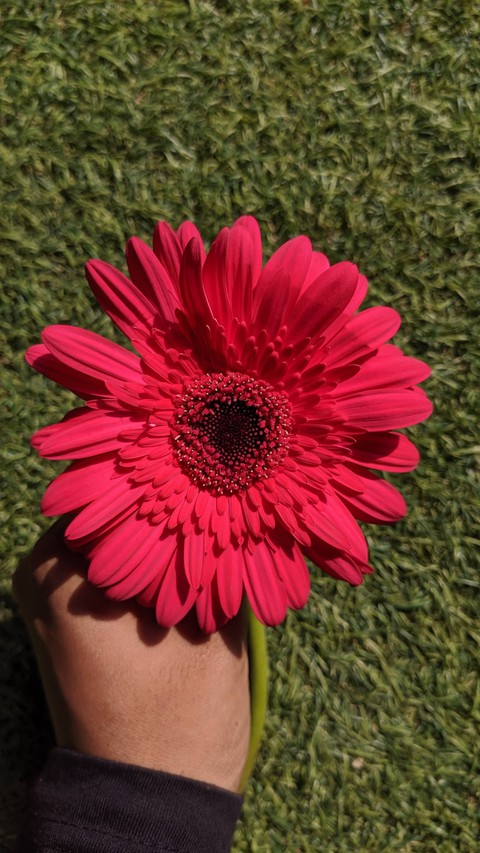 Dazzling Pink