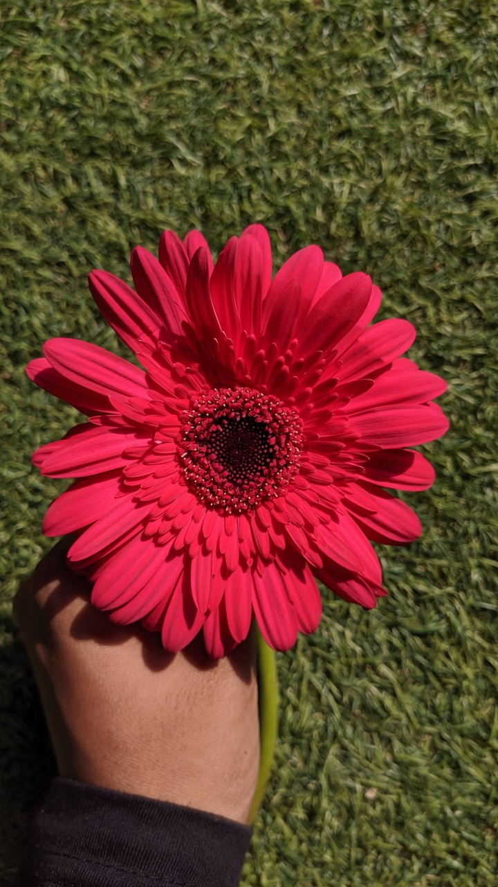 Dazzling Pink