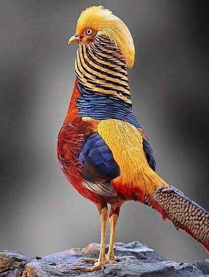 bird