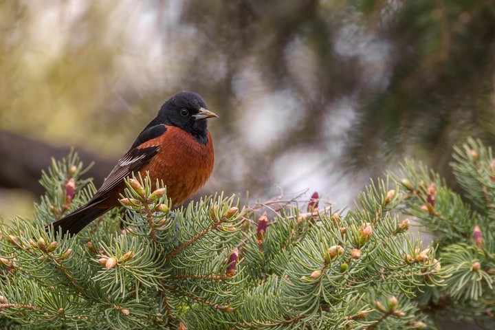 oiseau
