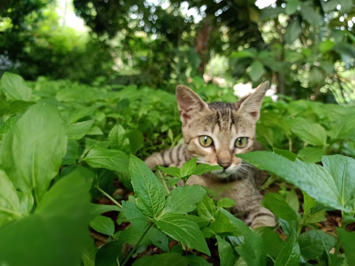 catty