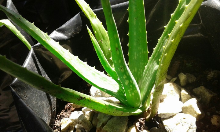 aloe vera
