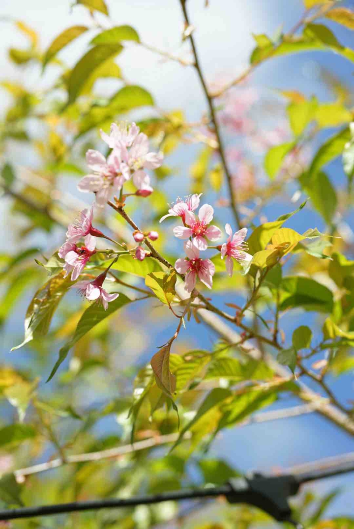 lovely flower