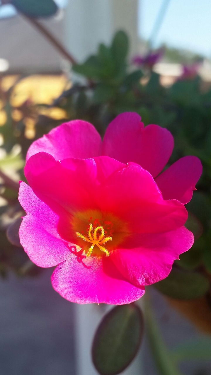 Portulaca