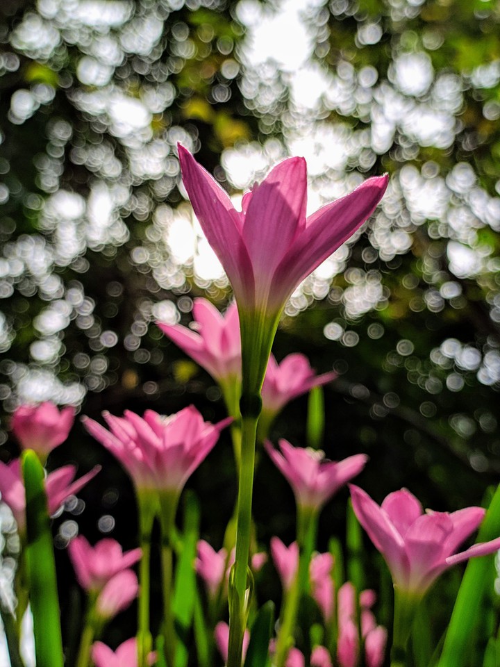 flowers are love❤️