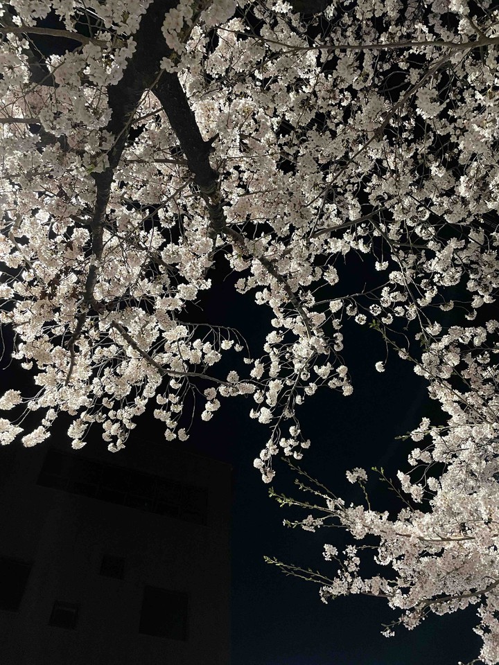 Cherryblossom