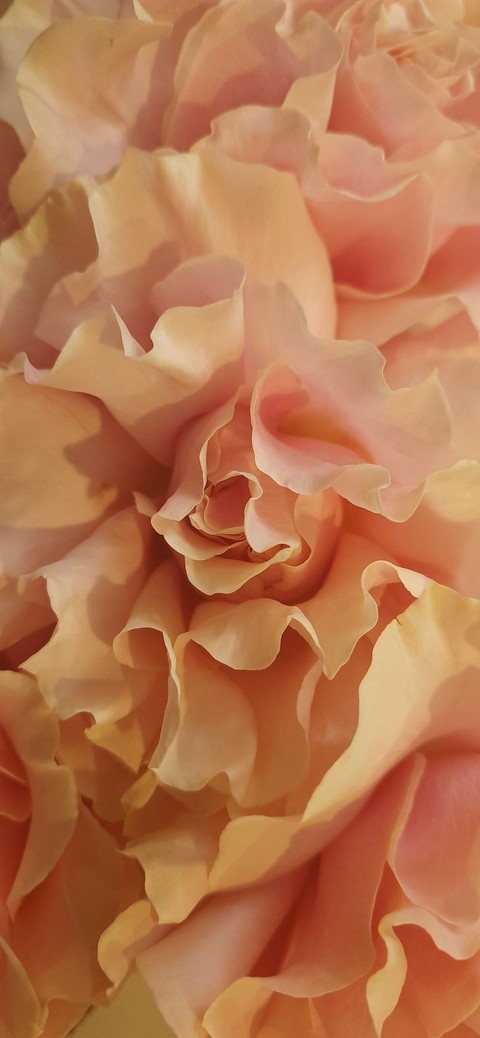 hình nền peony, cornales