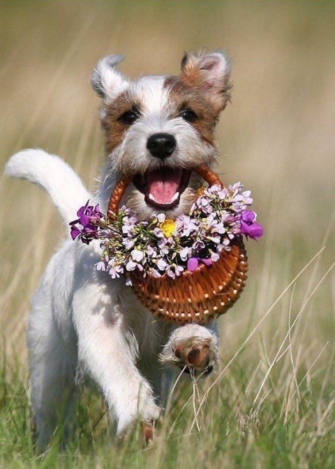 fondos de pantalla dog, canidae