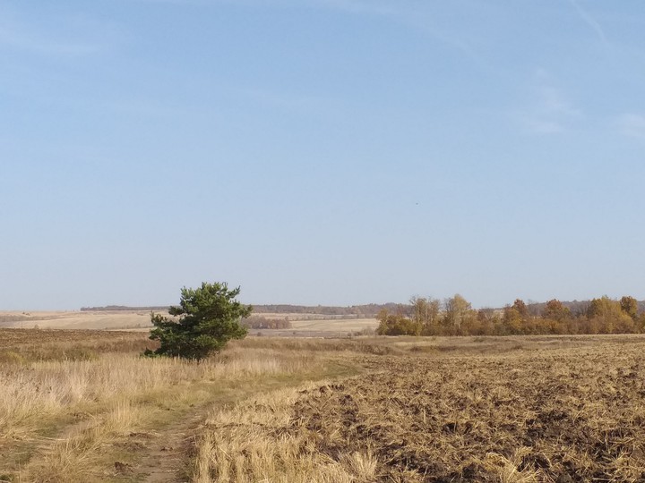 Сосновка