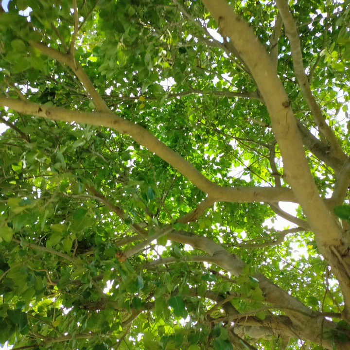 tree